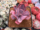 Pachyveria 'Myrtilla' Lightly Variegated 2" Succulent Plant
