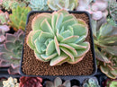 Echeveria 'Blade Runner' 3" Succulent Plant