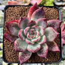 Echeveria 'Ratam' 3" Specimen Succulent Plant