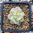 Echeveria 'Tango' Variegated 1" Small Succulent Plant