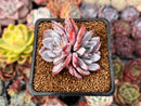 Echeveria 'Lulu' 2" Succulent Plant