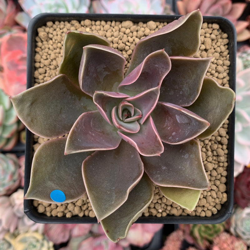 Echeveria 'Jules' 2
