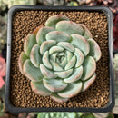 Echeveria 'Primera' 2" Succulent Plant