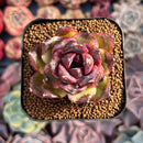 Echeveria 'White Soul' 2" Succulent Plant