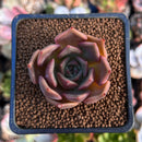 Echeveria 'Pink Lily' 1"-2" Succulent Plant