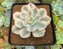 Echeveria Runyonii Variegated (Aka Echeveria 'Akaihosi' Variegated) 3" Succulent Plant