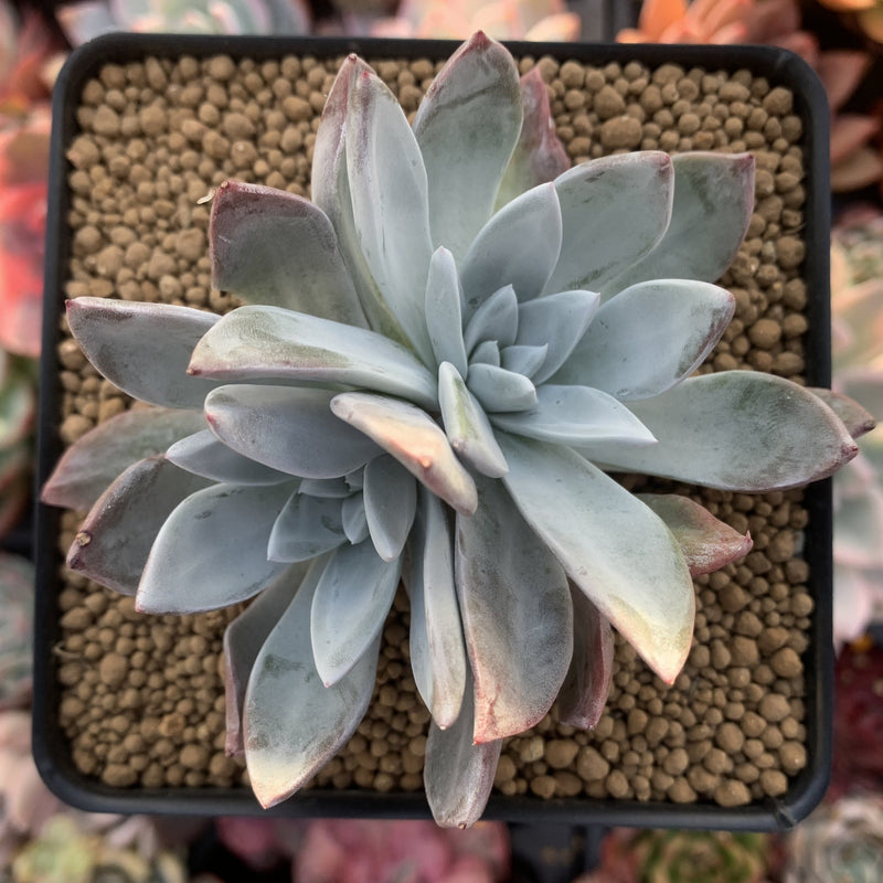dudleya farinosa succulents Dudleya 'Farinosa' 2"-3" Powdery Succulent Plant