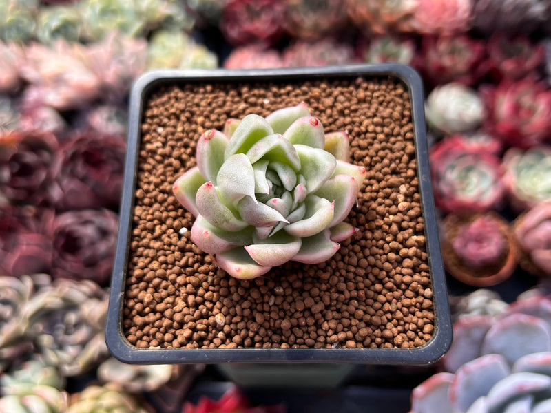 succulents st louis Echeveria Agavoides 'Saint Louis' Variegated 1" Succulent Plant