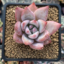 Echeveria 'Colorata' 2" Powdery Succulent Plant