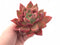 Echeveria Agavoides Redmond Hybrid 5” Specimen Rare Succulent Plant