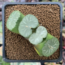 Haworthia Truncata 'Baek A' 2" Succulent Plant
