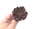Echeveria Agavoides 'Red Bell' 3" New Hybrid Succulent Plant