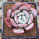 Echeveria 'Soulmint' 2" Succulent Plant