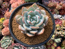 Echeveria 'Ivory' 5" Powdery Succulent Plant