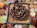 Echeveria Agavoides 'Rudolph' 2" Succulent Plant