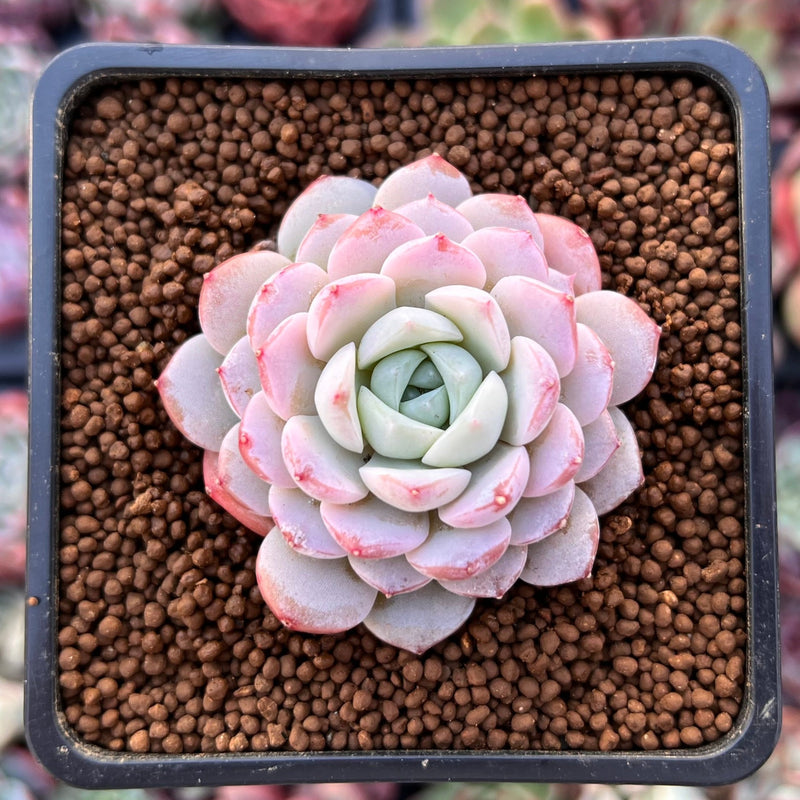 amazing succulents Echeveria 'Amazing Grace' 1" Succulent Plant – True Succulents Plant Co