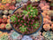 Sedum 'Rubrotinctum' Cluster 4" Succulent Plant
