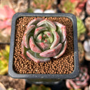 Echeveria 'White Champaign' 1" Succulent Plant
