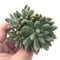 Pachyveria 'Bellgrave' Cluster ' 3" Succulent Plant