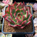 Echeveria Agavoides 'Red Lense' 2" Succulent Plant