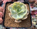 Echeveria Runyonii Variegated (Aka Echeveria 'Akaihosi' Variegated) 3" Succulent Plant