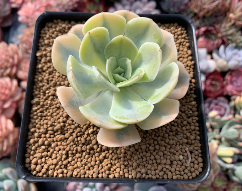 runyonii succulent Echeveria Runyonii Variegated (Aka Echeveria 'Akaihosi' Variegated) 3" – True Succulents Plant Co