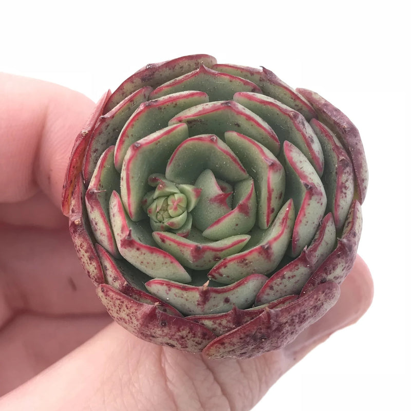 love's fire succulent Echeveria ‘Love Fire’ 1” Small Seedling Rare Succulent Plant
