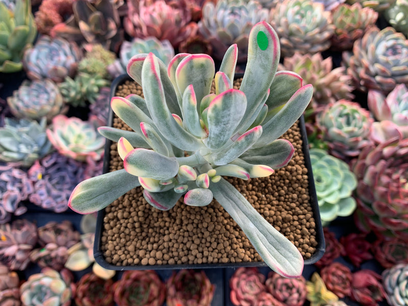 happy young lady succulent Cotyledon 'Orbiculata' Variegated 4" Succulent Plant – True Succulents Plant Co