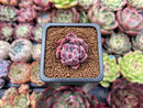 Echeveria 'Coloseum' 1" Small Succulent Plant