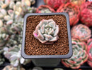 Echeveria 'Cream Puff' 1" Succulent Plant