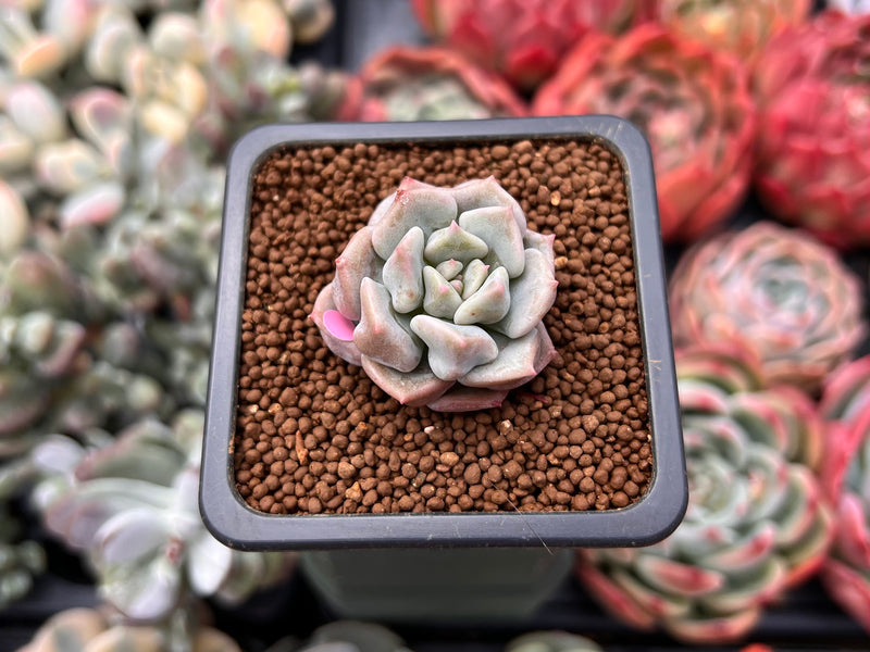 Echeveria 'Cream Puff' 1