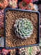 Echeveria 'Choco Top' 2"-3" New Hybrid Succulent Plant