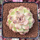 Echeveria Agavoides 'Amethyst' 3" Succulent Plant