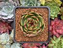 Echeveria Agavoides 'Blue Dragon' 2"-3" Succulent Plant