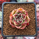 Echeveria Agavoides 'Super Bee' 1"-2" Succulent Plant