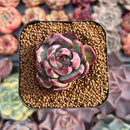 Echeveria 'Casio' Variegated 1" Succulent Plant