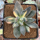 Pachyveria 'Oviferum Shireiden' Variegated 2" Succulent Plant