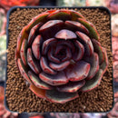 Echeveria 'Black Tan' 2"-3" Succulent Plant