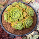 Aeonium 'Lily Pad' 4"-5" Cluster Succulent Plant
