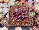 Echeveria Agavoides 'Pine Rose' 1" Succulent Plant