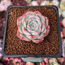 Echeveria 'Silhouette' 1" Succulent Plant
