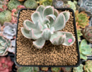Echeveria 'Berkeley Light' Variegated 1"-2" Succulent Plant