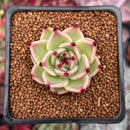 Echeveria Agavoides 'Blue Dragon' 1"-2" Succulent Plant