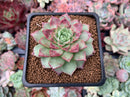 Echeveria 'Shani' 2" Succulent Plant