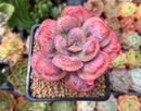 Echeveria 'Hearts Delight' 2" Succulent Plant