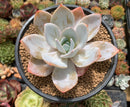 Echeveria 'White Lotus' 4"-5" Powdery Succulent Plant