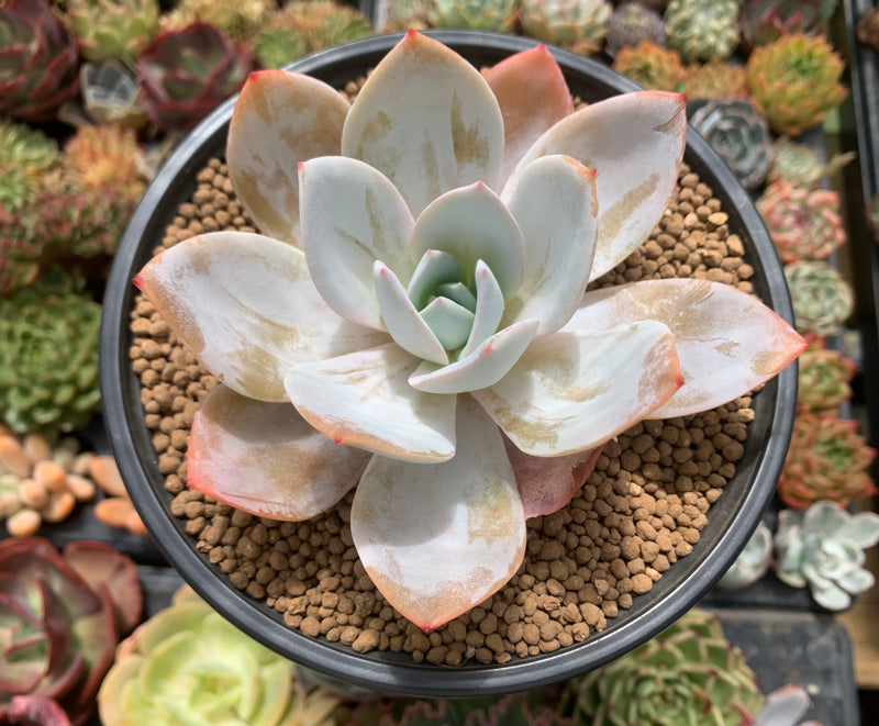 lotus succulent plant Echeveria 'White Lotus' 4"-5" Powdery Succulent Plant – True Succulents Plant Co