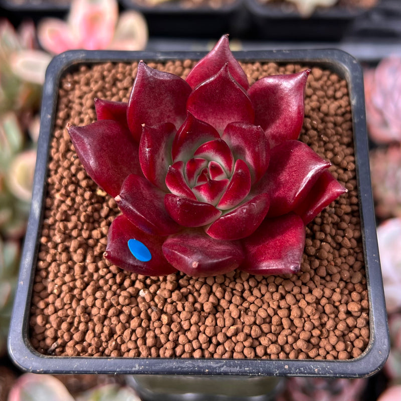 blue red succulents Echeveria Agavoides 'Saffron Blue' 1" Succulent Plant