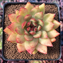 Echeveria Agavoides 'Magic Eye' 2"-3" Succulent Plant