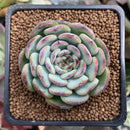 Echeveria 'Marcel' 2" Succulent Plant